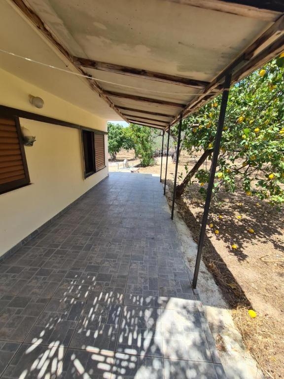 Το Κτήμα Της Ελιάς Του Τάκη Guest House Paralia Demonias Eksteriør bilde