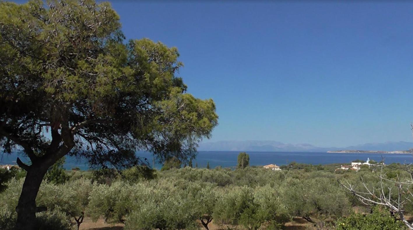 Το Κτήμα Της Ελιάς Του Τάκη Guest House Paralia Demonias Eksteriør bilde