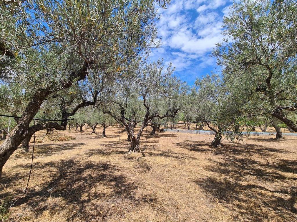 Το Κτήμα Της Ελιάς Του Τάκη Guest House Paralia Demonias Eksteriør bilde
